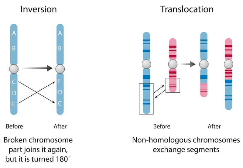 Gene Fusion: What is Gene Fusion + Fusion Detection [Updated]