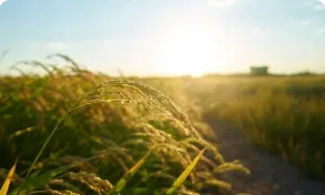 pg-home-market-molecular-breeding Molecular breeding