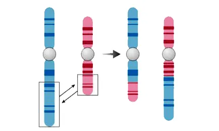 pg-home-tech-accufusion AccuFusion RNA gene fusion detection